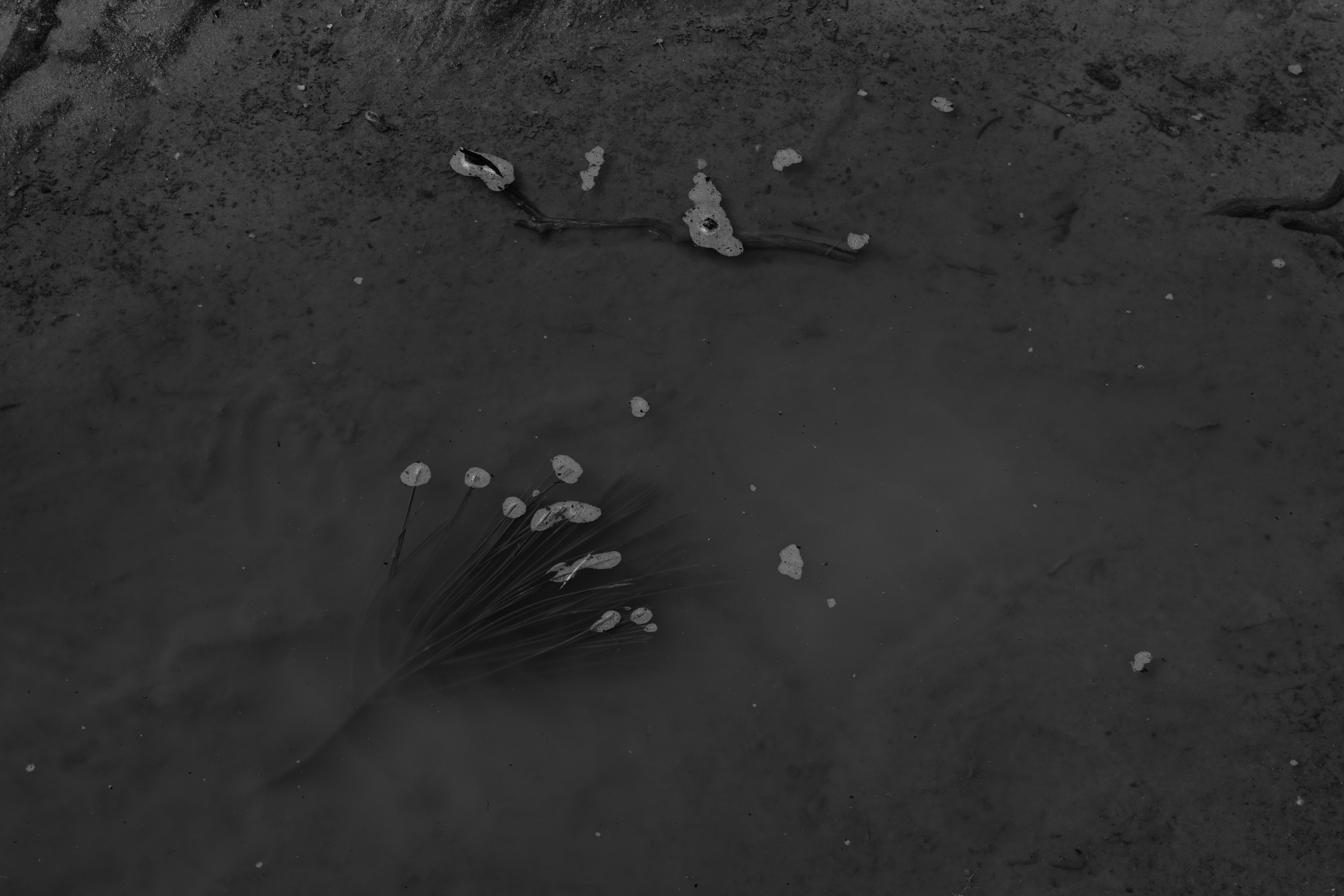 black and white photo of a leaf frond lying partially submerged in a sandy puddle